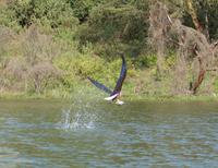 Fischadlerfütterung