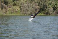 Fischadlerfütterung (2)