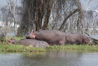 354-Flusspferde am Lake Naivasha