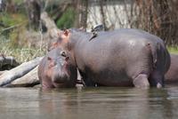 Hippos