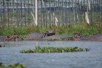 Hippos (2)