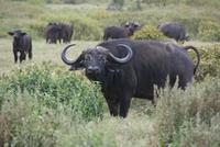 Kaffernbüffel (2)