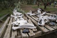 Schädel und Knochen der Wildtiere