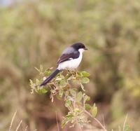 Safari im Amboseli Nationalpark