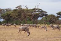 Safari im Amboseli Nationalpark (2)