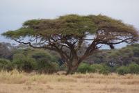 Safari im Amboseli Nationalpark (3)