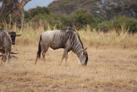 Safari im Amboseli Nationalpark (4)