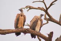 Safari im Amboseli Nationalpark (5)