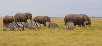 Safari im Amboseli Nationalpark (7)