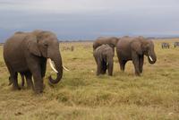 Safari im Amboseli Nationalpark (8)