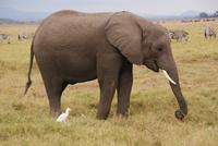 Safari im Amboseli Nationalpark (9)