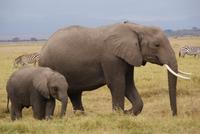 Safari im Amboseli Nationalpark (10)