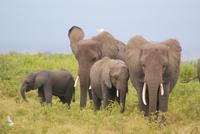 Safari im Amboseli Nationalpark (11)