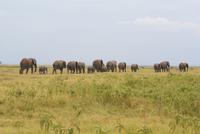 Safari im Amboseli Nationalpark (14)