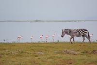 396-Amboseli NP