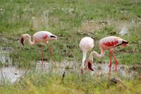Flamingos im Amboseli NP