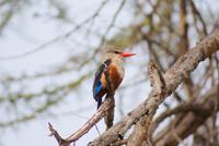 Eisvogel im Amboseli NP