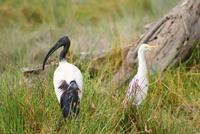 Safari im Amboseli Nationalpark (19)