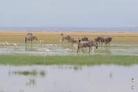 Safari im Amboseli Nationalpark (20)