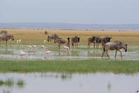Safari im Amboseli Nationalpark (21)