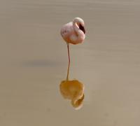 Flamingo spiegelt sich im Sumpf