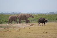 Safari im Amboseli Nationalpark (24)