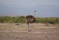 Safari im Amboseli Nationalpark (25)