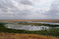 Safari im Amboseli Nationalpark (27)