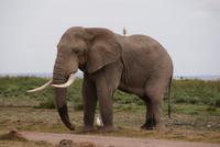 Safari im Amboseli Nationalpark (31)