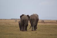 Safari im Amboseli Nationalpark (32)