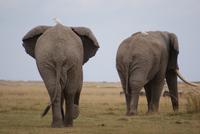 Safari im Amboseli Nationalpark (33)