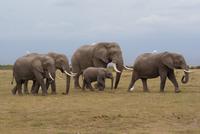 Safari im Amboseli Nationalpark (35)