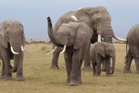 Safari im Amboseli Nationalpark (36)