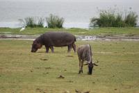 Safari im Amboseli Nationalpark (37)