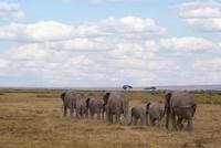 Safari im Amboseli Nationalpark (39)