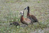 Safari im Amboseli Nationalpark (40)
