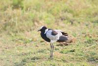 Safari im Amboseli Nationalpark (42)