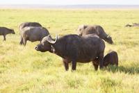 Safari im Amboseli Nationalpark (43)