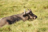 Safari im Amboseli Nationalpark (44)