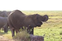Safari im Amboseli Nationalpark (45)