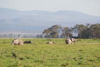 Safari im Amboseli Nationalpark (47)