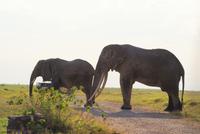 Safari im Amboseli Nationalpark (48)