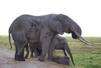 Safari im Amboseli Nationalpark (49)