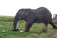 Safari im Amboseli Nationalpark (50)