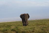 Safari im Amboseli Nationalpark (51)