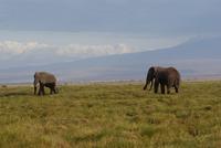 Am Fuße des Kilimandscharos