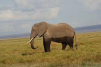 Safari im Amboseli Nationalpark (52)