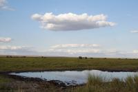 Safari im Amboseli Nationalpark (53)