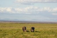 Safari im Amboseli Nationalpark (55)