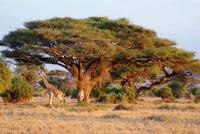 Abendstimmung im Amboseli NP